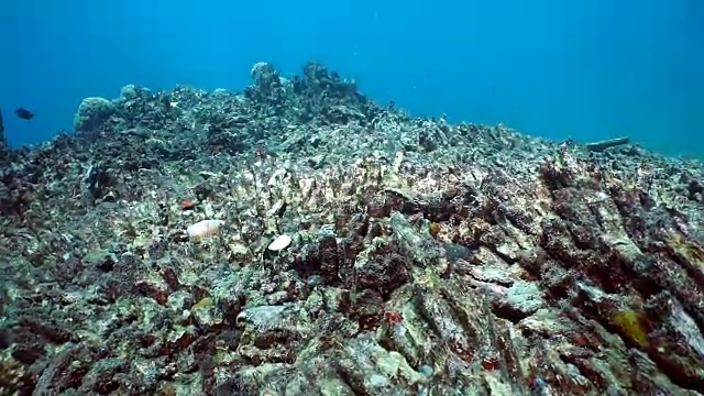 珊瑚白化，破坏脆弱的珊瑚礁生态系统视频下载