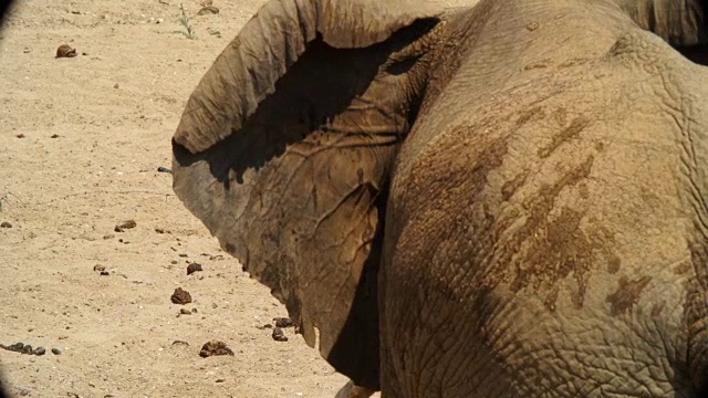 沙漠/纳米比亚的非洲大象拍打耳朵视频素材