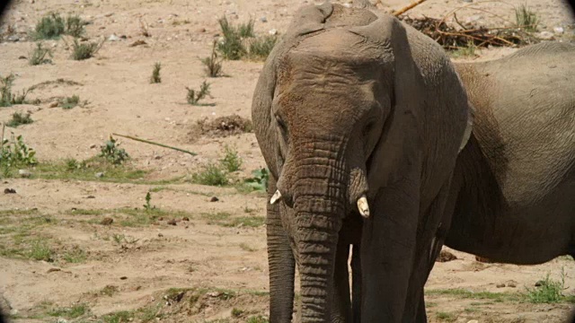 非洲大象站在沙漠/纳米比亚视频素材