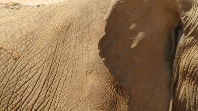 CU大象的头/纳米比亚视频素材