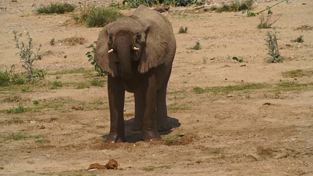 非洲大象站在沙漠/纳米比亚视频素材