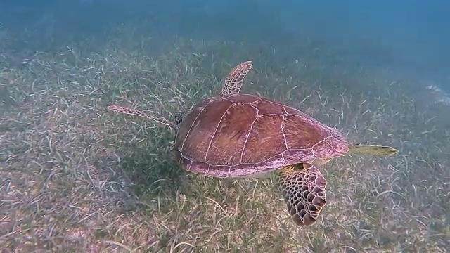 加勒比海的绿海龟，阿库马尔湾-里维埃拉玛雅/科苏梅尔，金塔纳罗奥，墨西哥视频素材