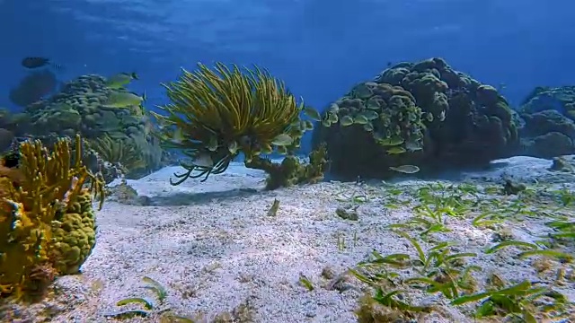 加勒比海的一群黄色鲷鱼-伯利兹堡礁/龙涎香礁视频素材