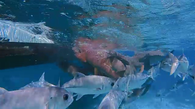 在加勒比海的鲨鱼巷海洋保护区，与喂养的护士鲨和马眼杰克鱼进行潜水旅行-伯利兹堡礁/龙涎香礁视频素材
