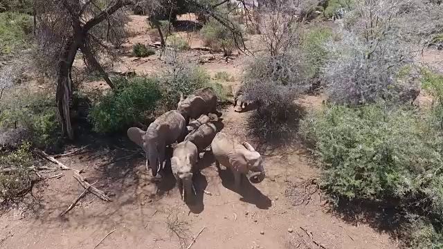 无人机拍摄的大象在吃草视频素材