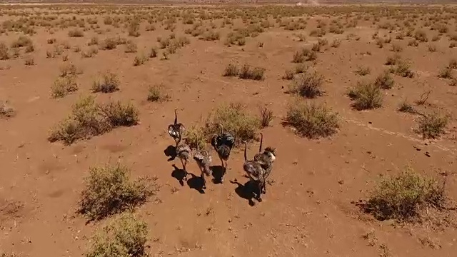 鸵鸟在沙漠中奔跑视频素材