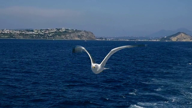 海鸥在慢镜头中飞翔视频素材
