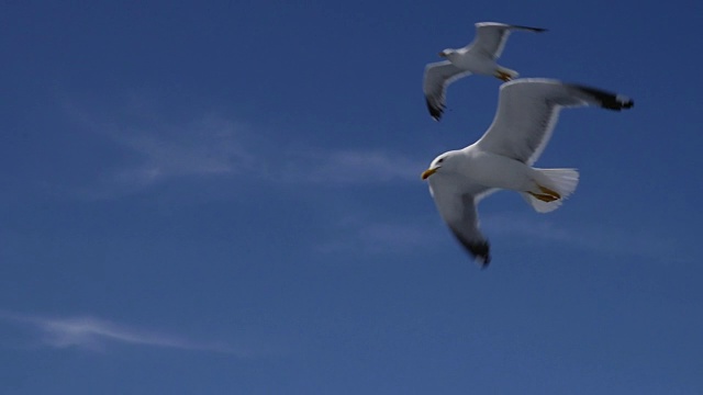 海鸥在慢镜头中飞翔视频素材