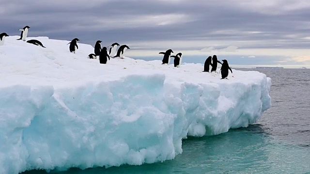 冰山上的阿德利企鹅视频素材