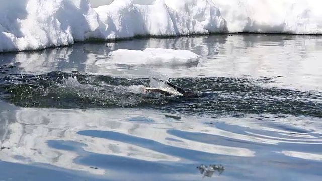 巴布亚企鹅从冰中跳入海中视频素材