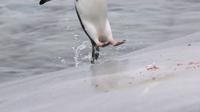 巴布亚企鹅从海里跳到一块岩石上视频素材