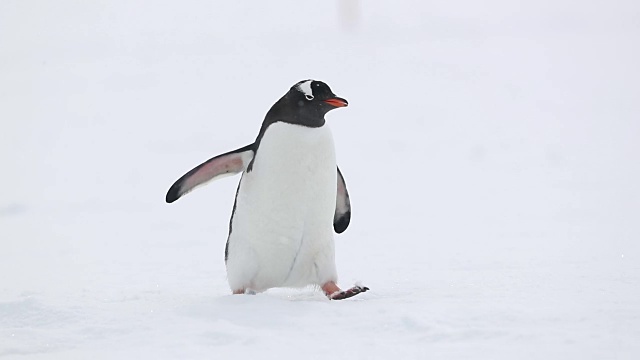 巴布亚企鹅在飘落的雪，白色的视频素材