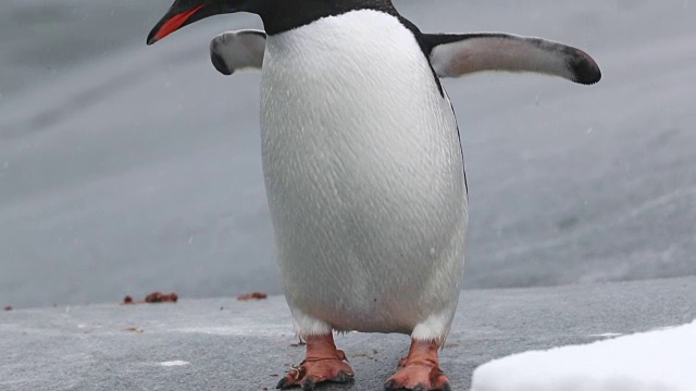 平底锅升起，企鹅巴布亚，在飘落的雪花中摇着头视频素材