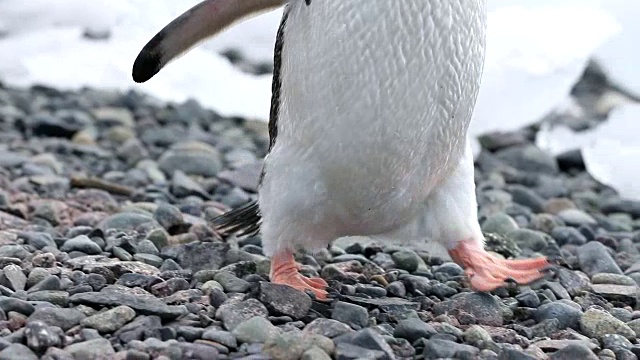 平底锅下的巴布亚企鹅脚边走视频素材