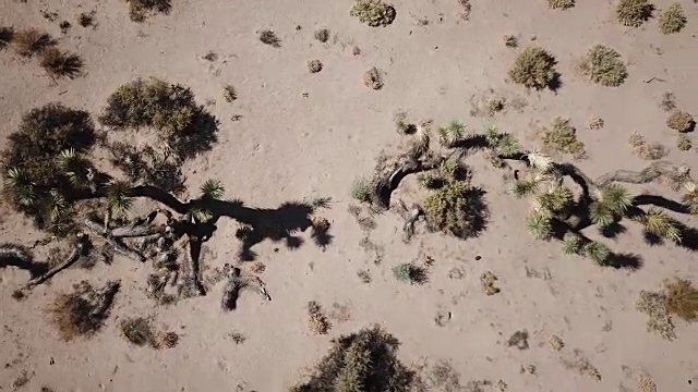 向下看乔舒亚树在沙漠视频素材