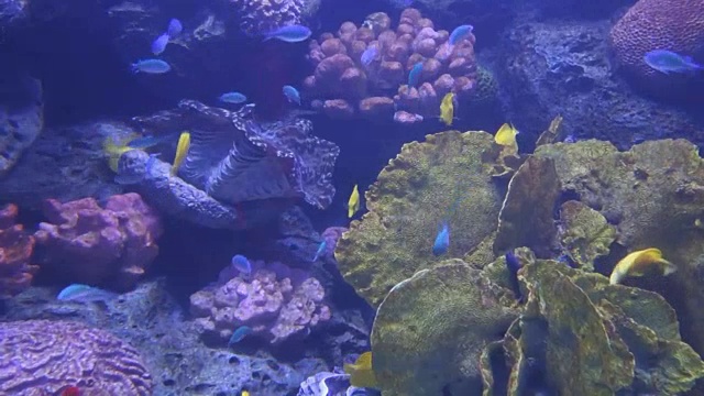水下的鱼视频素材