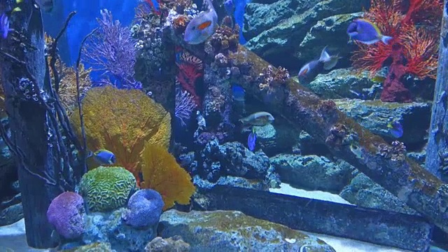 水下的鱼视频素材