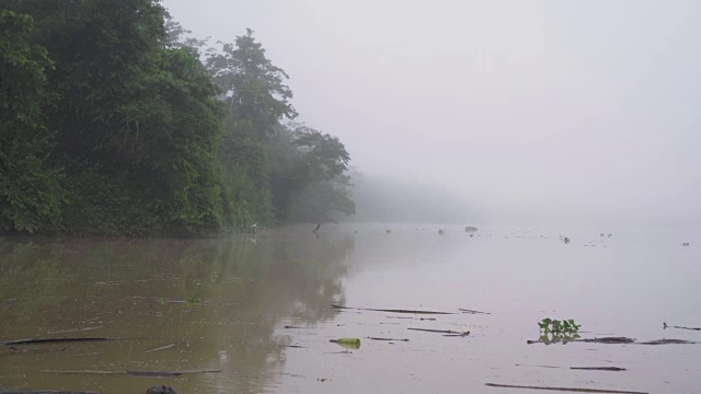 基纳巴丹干河在一个雾蒙蒙的早晨，岸边有一只苍鹭视频下载