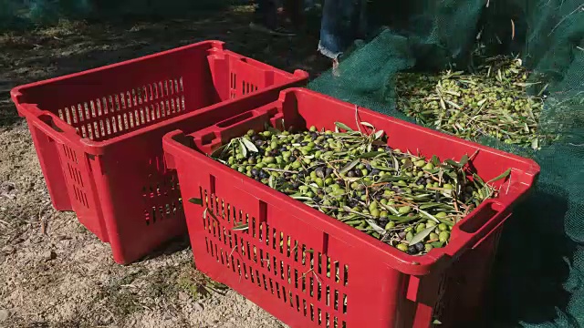 农民将收获网中的橄榄倒入塑料盒中视频素材