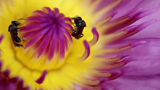两只蜜蜂在莲花上采蜜视频下载