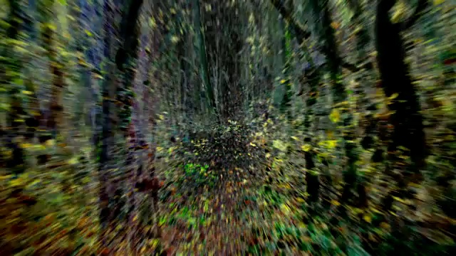 非凡的漫步:穿过落叶森林的小路，秋天-艺术，宁静(循环)视频下载