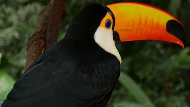 巴西的巨嘴鸟视频素材