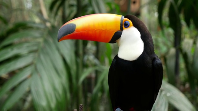 巴西的巨嘴鸟视频素材
