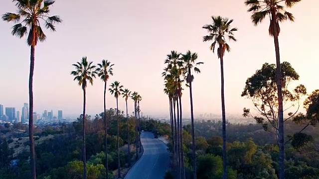 无人机在洛杉矶的棕榈树之间视频素材