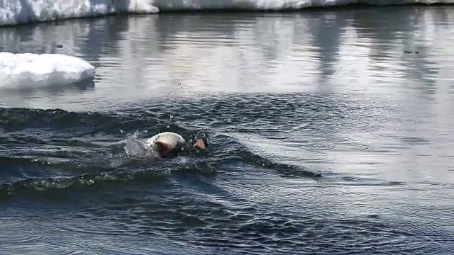巴布亚企鹅从雪堤跳进海里视频素材