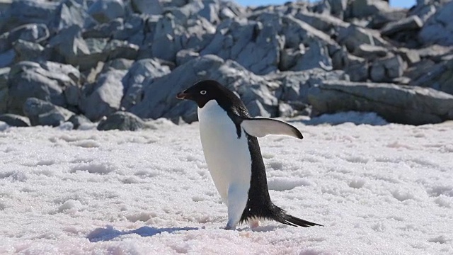 阿德利企鹅在雪地上行走视频素材