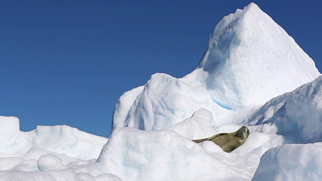 食蟹海豹在冰山上睡觉视频素材