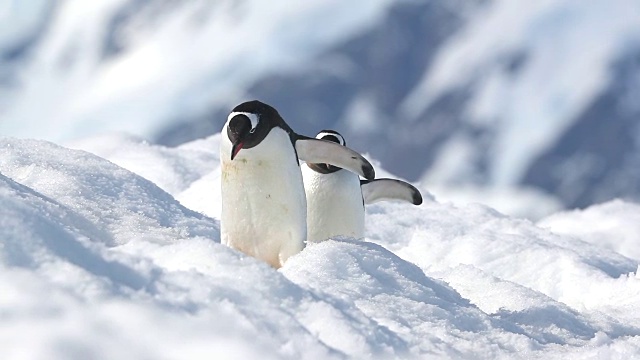 巴布亚企鹅穿过雪地走向摄像机视频素材