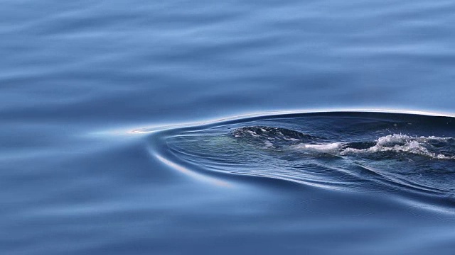南极洲的虎鲸，母鲸和幼鲸视频下载