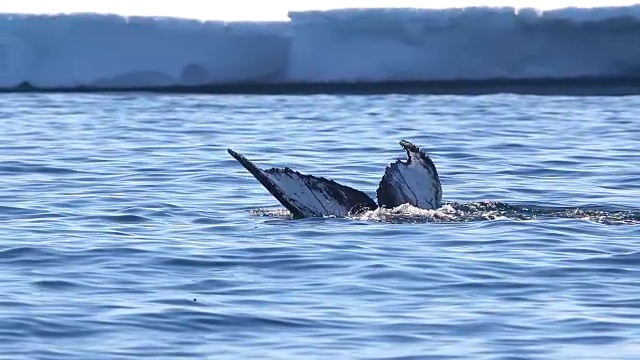 座头鲸的尾巴，南极洲视频素材