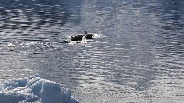 虎鲸游过南极洲的冰山视频素材