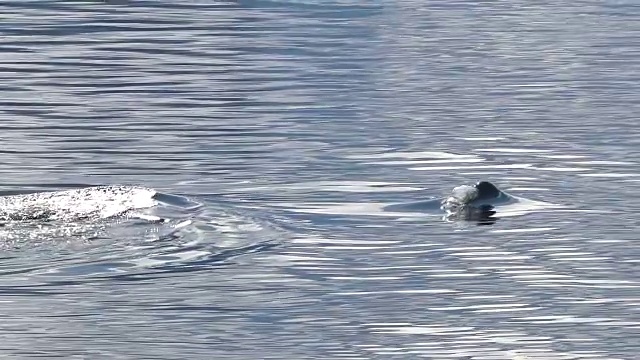 虎鲸群在南极洲游弋视频素材