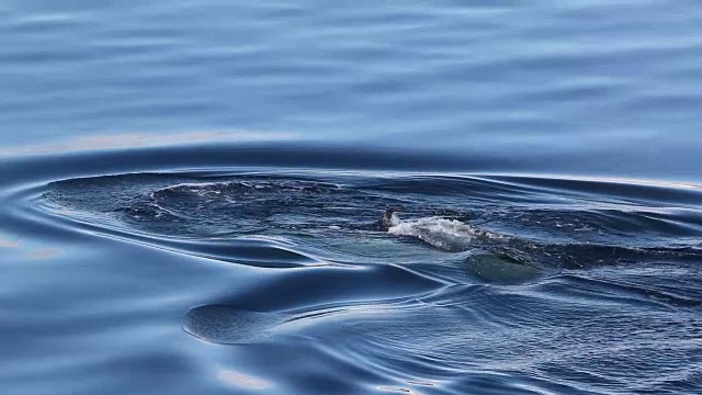 南极洲的虎鲸视频素材