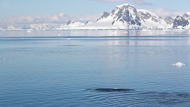 虎鲸和南极洲的山脉背景视频素材