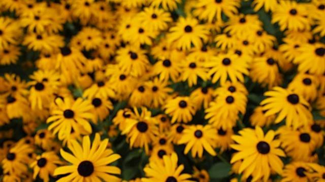 黑眼苏珊的黄色花朵在花园里视频下载