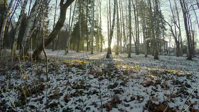 移动的POV在冬季木材与树木背光由日落的太阳视频素材