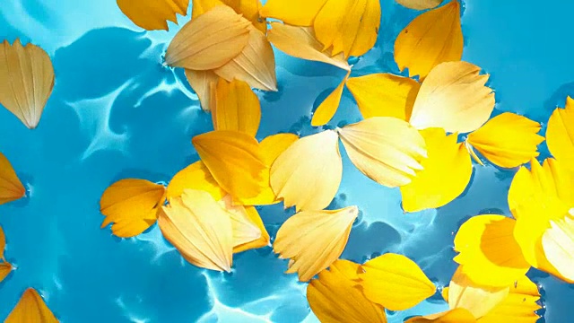 美丽的花瓣漂浮在清澈的水中视频下载
