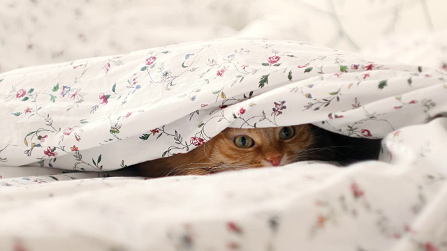 可爱的姜黄色小猫躺在床上，躲着小男孩。男人们掀起毯子视频素材