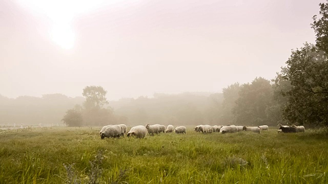 在荷兰的一个大雾天，羊群里聚集着许多羊视频下载