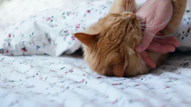 可爱的姜黄色的猫躺在床上。男人抚摸着毛茸茸的宠物，它开始嬉戏和咬人视频素材