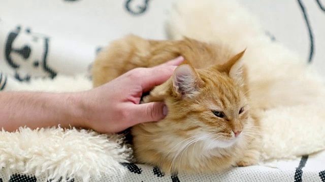 可爱的姜黄色的猫躺在床上。男人抚摸毛茸茸的宠物，它会呜呜叫视频素材