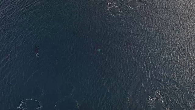 挪威一群虎鲸的鸟瞰图视频下载