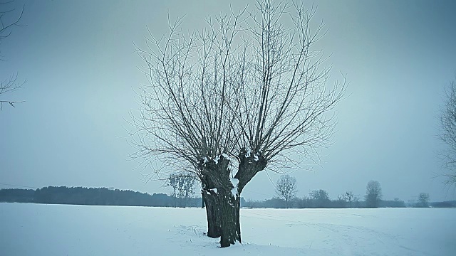 雪地上的树木视频下载