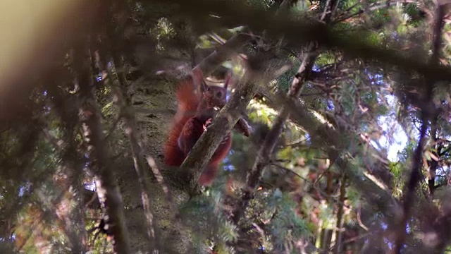 可爱的松鼠在吃树枝上的坚果视频素材