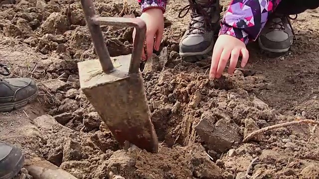 家庭和孩子们在公园和户外空地上种植一棵新树视频素材