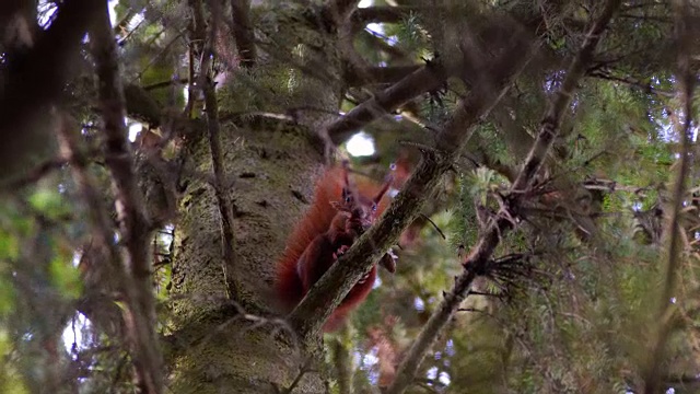 可爱的松鼠在吃树枝上的坚果视频素材